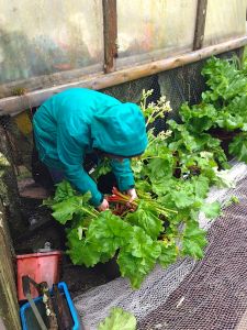 Rhubarb